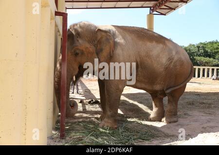 (201219) -- ODDAR MEANCHEY, 19 dicembre 2020 (Xinhua) -- Kaavan, un elefante asiatico di 35 anni, è visto al santuario della fauna selvatica di Kulen Prum Tep nella provincia di Oddar Meanchey, Cambogia, 18 dicembre 2020. L'elefante pakistano solitario Kaavan è sano e si è rapidamente adattato alla sua nuova casa qui, Ministro cambogiano dell'ambiente Segretario di Stato e portavoce Neth Pheaktra ha detto Venerdì. L'elefante asiatico di 35 anni arrivò nel nord-ovest della Cambogia nella provincia di Siem Reap dal Pakistan con un aereo charter il 30 novembre dopo aver trascorso quasi 35 anni in uno zoo di Islamabad, e fu transpore Foto Stock