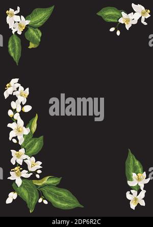 Cornice per cartolina con quattro rami di agrumi limone fiore albero di frutta con fiori, vettore grafico fiori di limone albero Illustrazione Vettoriale