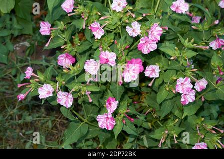 Mirabilis jalapa fiori bianchi e viola Foto Stock