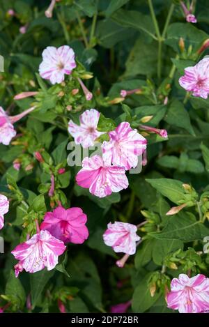 Mirabilis jalapa fiori bianchi e viola Foto Stock