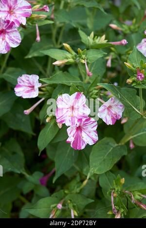 Mirabilis jalapa fiori bianchi e viola Foto Stock