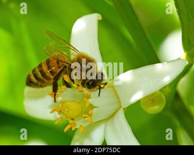 Bee impollinatori fiore di arancia Foto Stock