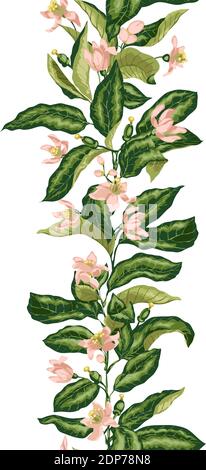 Motivo senza cuciture con linea verticale di ramificazione di agrumi con fiori in fiore e minuscoli frutti. Colori luminosi in illustrazione vettoriale Illustrazione Vettoriale