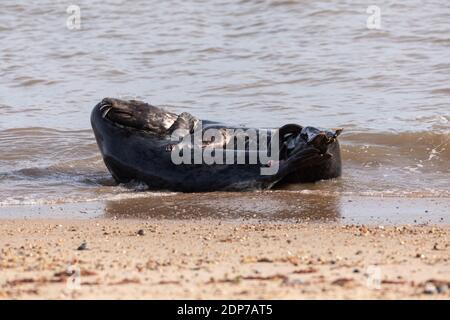 Grey Seals mating Stock Photo