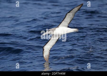 Salvin's Albatross (Thalassarche salvini), in volo al mare, vista dal basso, punta dell'ala che tocca la superficie dell'oceano, Nuova Zelanda Marzo 2013 Foto Stock