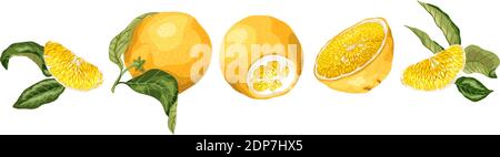 Set di decorazioni a base di frutta Horisontal con frutta d'arancia, metà, foglie e sillice realizzati in disegno vettoriale grafico realistico di altissima qualità Illustrazione Vettoriale