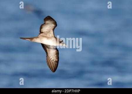 Shearwater a coda di cuneo (Ardennna pacifica), vista dal basso di adulti a bassa quota vicino alle Isole Ogasawara, Prefettura di Tokyo, Giappone maggio 2015 Foto Stock