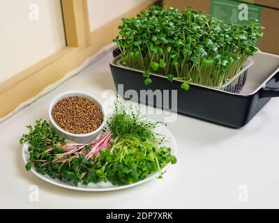 Una piastra con micrograni e semi per la germinazione. Germogli di diversi tipi di piante per il consumo umano. Complesso vitaminico naturale. Foto Stock