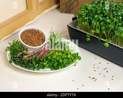 Micrograni coltivati a casa per il consumo umano. La piastra contiene micrograni e semi per la germinazione. Mangiare sano Foto Stock