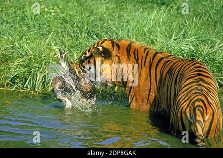 Sumatran Tiger, panthera tigris sumatrae, uccidendo un anatra Foto Stock