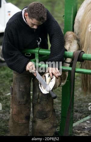 Fabbro con cavallo Percheron, rifilatura zoccolo con la raspa Foto Stock