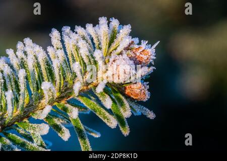 Ramo di un abete del Caucaso (Nordmann abete) con piccoli abeti giovani coni e cristalli di ghiaccio di brina in corrispondenza della punta. Primo piano e macro vista laterale, orizzontale Foto Stock