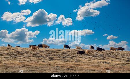 Goats graze on top of hill Stock Photo