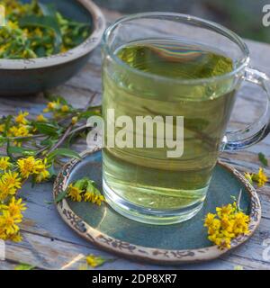 Goldruten-Tee, Goldrutentee, Goldrute-Tee, Goldrutetee, Tee aus Goldruten-Blüten, Heiltee, Kräutertee, Blütentee, Gewöhnliche Goldrute, Echte Goldrute Foto Stock