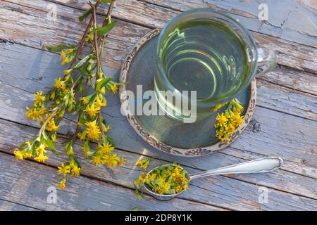 Goldruten-Tee, Goldrutentee, Goldrute-Tee, Goldrutetee, Tee aus Goldruten-Blüten, Heiltee, Kräutertee, Blütentee, Gewöhnliche Goldrute, Echte Goldrute Foto Stock