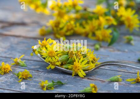 Goldruten-Blüten auf einem Löffel zum Teekochen, Goldruten-Tee, Goldrutentee, Tee aus Goldruten-Blüten, Heiltee, Kräutertee, Blütentee, Gewöhnliche Go Foto Stock