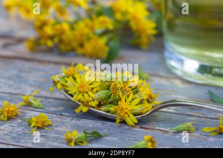 Goldruten-Blüten auf einem Löffel zum Teekochen, Goldruten-Tee, Goldrutentee, Tee aus Goldruten-Blüten, Heiltee, Kräutertee, Blütentee, Gewöhnliche Go Foto Stock