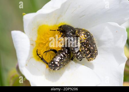 Trauer-Rosenkäfer, Trauerrosenkäfer, Rosenkäfer, Oxythyrea funesta, Blütenbesuch auf Zistrose, Blatthornkäfer, Scarabaeidae, coleottero di rosa macchiato bianco Foto Stock