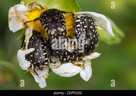 Trauer-Rosenkäfer, Trauerrosenkäfer, Rosenkäfer, Oxythyrea funesta, Blütenbesuch auf Zistrose, Blatthornkäfer, Scarabaeidae, coleottero di rosa macchiato bianco Foto Stock