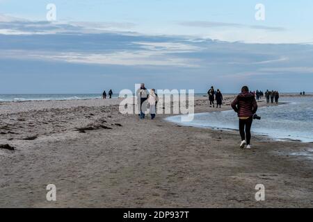 Falsterbo, Svezia - 15 novembre 2020: La gente sta camminando in una riserva naturale per vedere una colonia di foche del porto. Molti godono la natura mentre mantengono la distanza sociale durante i tempi della corona Foto Stock