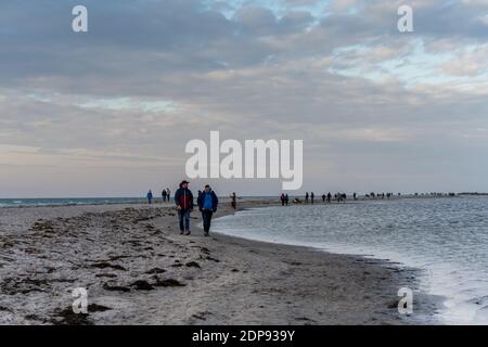 Falsterbo, Svezia - 15 novembre 2020: La gente sta camminando in una riserva naturale per vedere una colonia di foche del porto. Molti godono la natura mentre mantengono la distanza sociale durante i tempi della corona Foto Stock