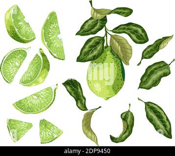 Parti di lime con frutti di lime sul ramo, foglie, metà di un frutto e le sue fette in rappresentazione grafica realistica vettoriale in colori bright Illustrazione Vettoriale