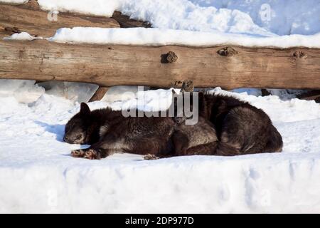 Due lupi canadesi neri dormono su una neve bianca. Animali fauna selvatica. Foto Stock