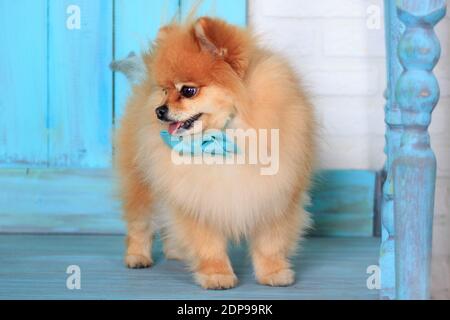 Bellissimo cucciolo di Pomerania in un cravatta di arco blu. Primo piano. Animali domestici. Foto Stock