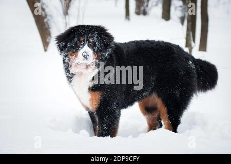 Cane di razza di montagna Bernese cane giocato nella neve e. coperto di neve Foto Stock