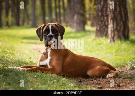 Il cane cucciolo del pugile tedesco ti guarda a sorpresa Foto Stock