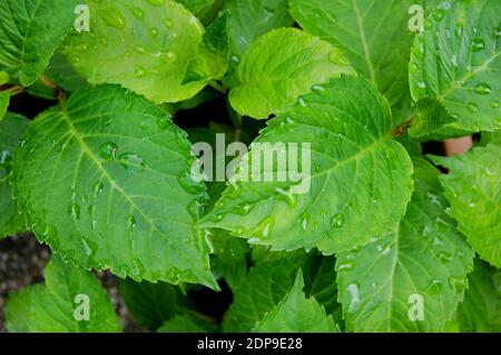 Primo piano di foglie verdi sane coperte di gocce d'acqua. Foto Stock