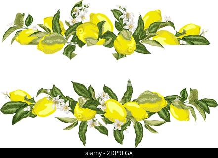 Lime dima cornice bordo con agrumi e fiori su le diramazioni nell'illustrazione grafica vettoriale in disegno realistico Illustrazione Vettoriale