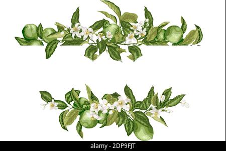 Lime dima cornice bordo con agrumi e fiori su le diramazioni nell'illustrazione grafica vettoriale in disegno realistico Illustrazione Vettoriale