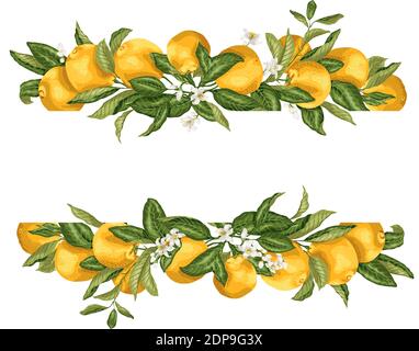 Lime dima cornice bordo con agrumi e fiori su le diramazioni nell'illustrazione grafica vettoriale in disegno realistico Illustrazione Vettoriale