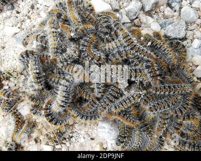 Mazzo di caterpills a terra. Foto Stock