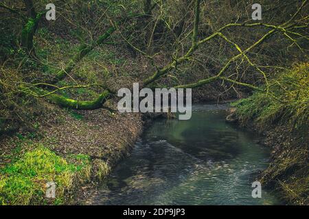 Vecchio coperto di muschio piangente salice sbalzo piccolo fiume in colori autunnali Foto Stock