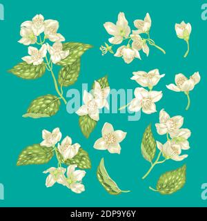Set con fiori di gelsomino, boccioli e foglie in rappresentazione grafica realistica vettoriale Illustrazione Vettoriale