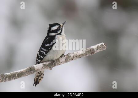 Picoides puberes puberes che si trova su un ramo in una tempesta di neve invernale Foto Stock