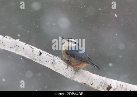 Nuthatch rosso tostato che perching su un ramo in un inverno tempesta di neve Foto Stock