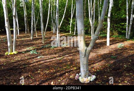 Birch Argento Himalaya con i loro tronchi bianchi puri in giardino d'inverno. Foto Stock