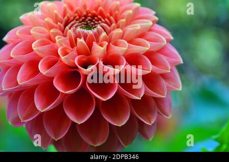 Primo piano della bella testa a sfera rosa Dahlia fiorire con illuminazione naturale e sfondo. Foto Stock