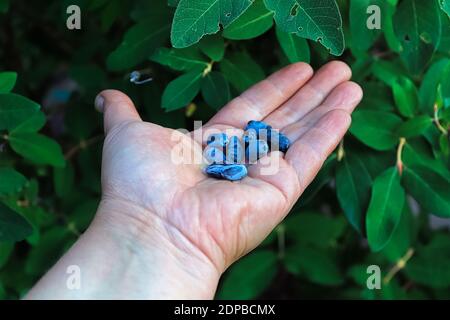 Una mano che tiene i mirtilli maturi raccolti da un albero Foto Stock