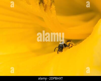 Un piccolo insetti era occupato impollinando questo giglio giallo ed è ora coperto di fiocchi. Foto Stock