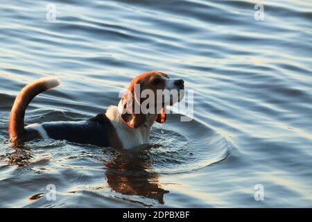 Il cane Beagle, anche in piedi in acqua, continua a cacciare. Foto Stock