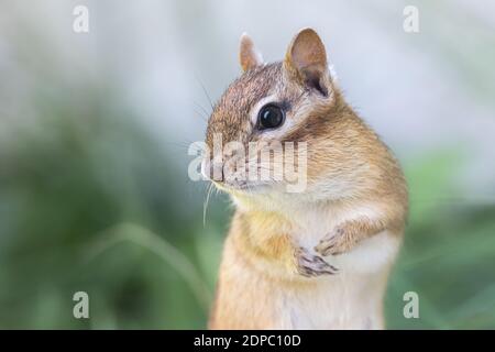 Chimpmunk orientale estremo primo piano profilo ritratto Foto Stock