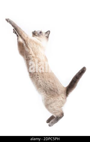 Il gatto salta e si allunga fino all'altezza massima. Gatto tailandese in salto in su, isolato su bianco foie Foto Stock