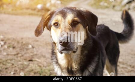 Incredibile cane intelligente con bella pelliccia e occhi marroni look in distanza e stracci coda bella sotto il sole luminoso vicino visualizza Foto Stock