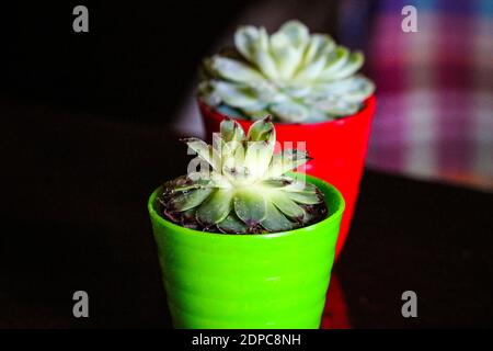 Piante di Cactus in vasi verdi e rossi Foto Stock