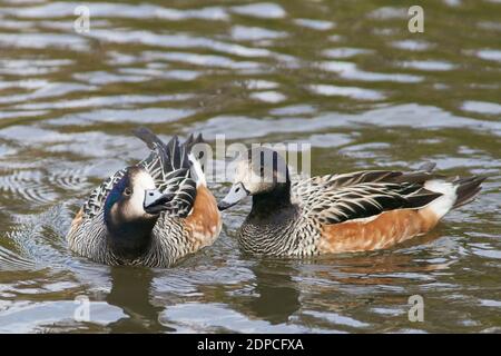 Chiloe Wigeon (Mareca sibilatrix) che interagisce su uno stagno a Slimbridge in Gloucestershire, Regno Unito Foto Stock