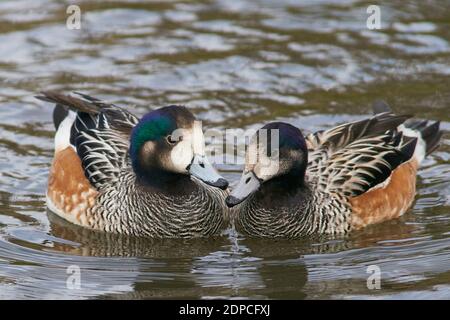 Chiloe Wigeon (Mareca sibilatrix) che interagisce su uno stagno a Slimbridge in Gloucestershire, Regno Unito Foto Stock